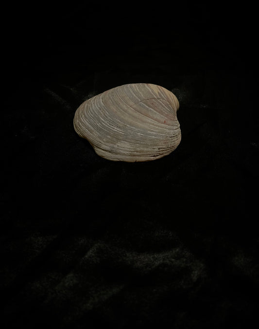 SeaShell 5 inch Grey N White