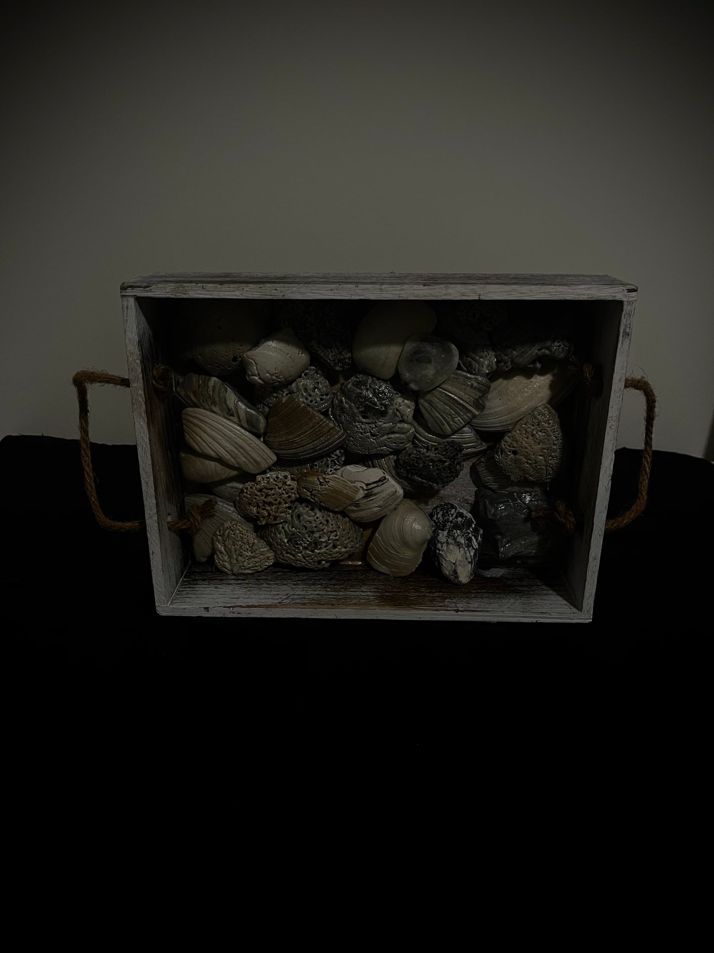 Tray Filled With SeaShells