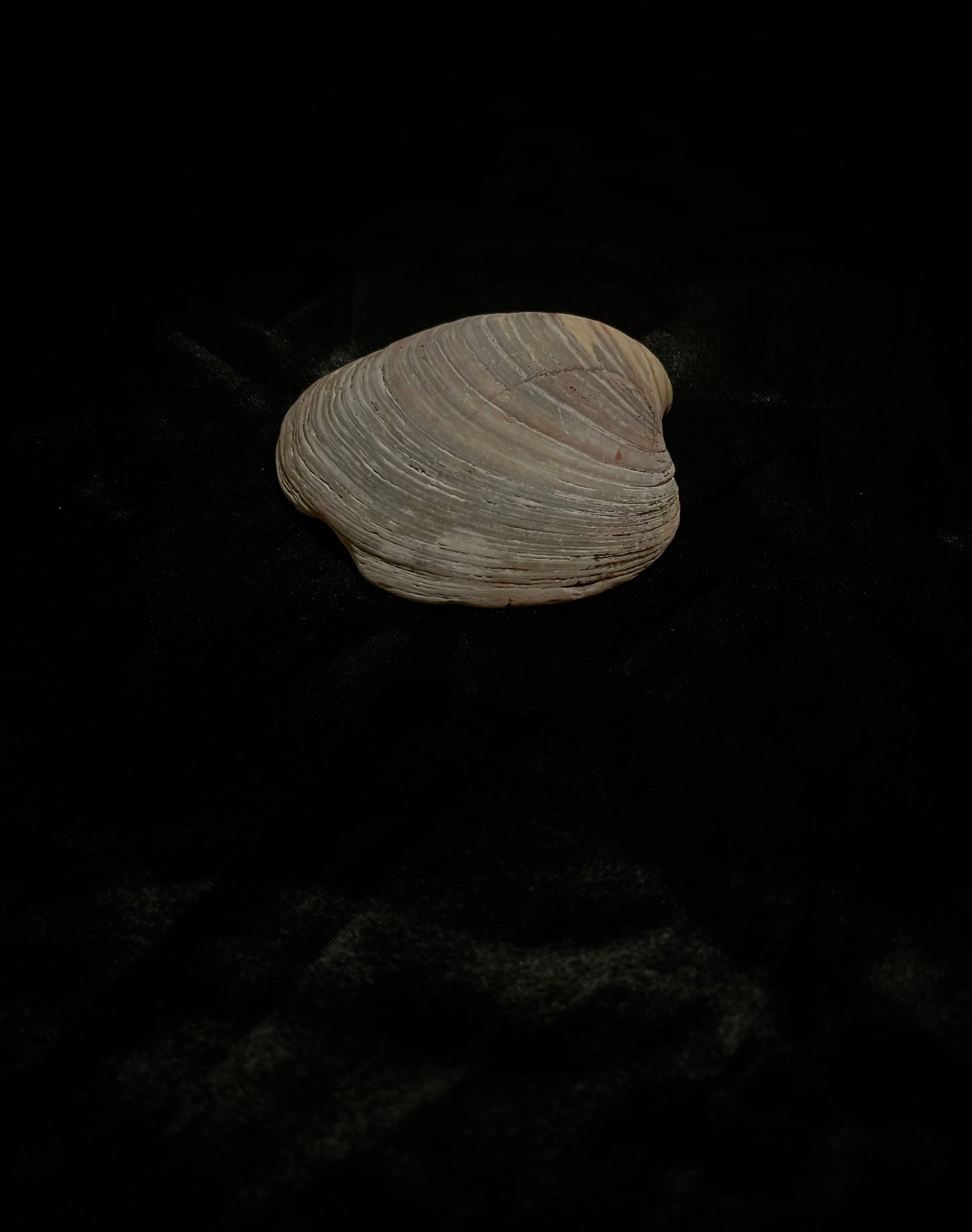 SeaShell 5 inch Grey N White
