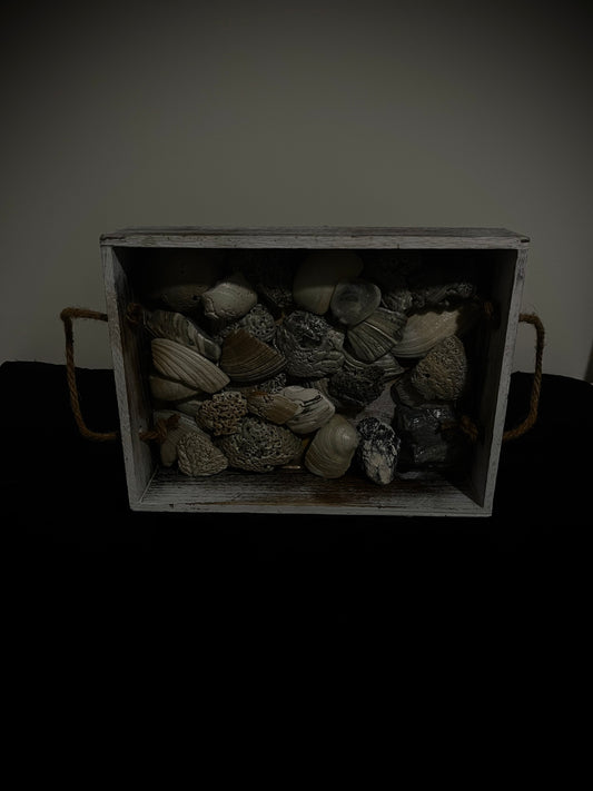 Tray Filled With SeaShells