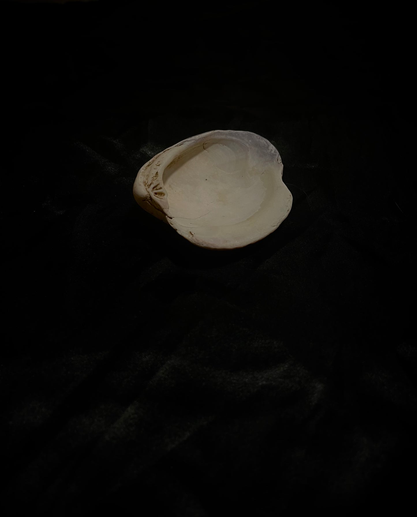 SeaShell 5 inch Grey N White