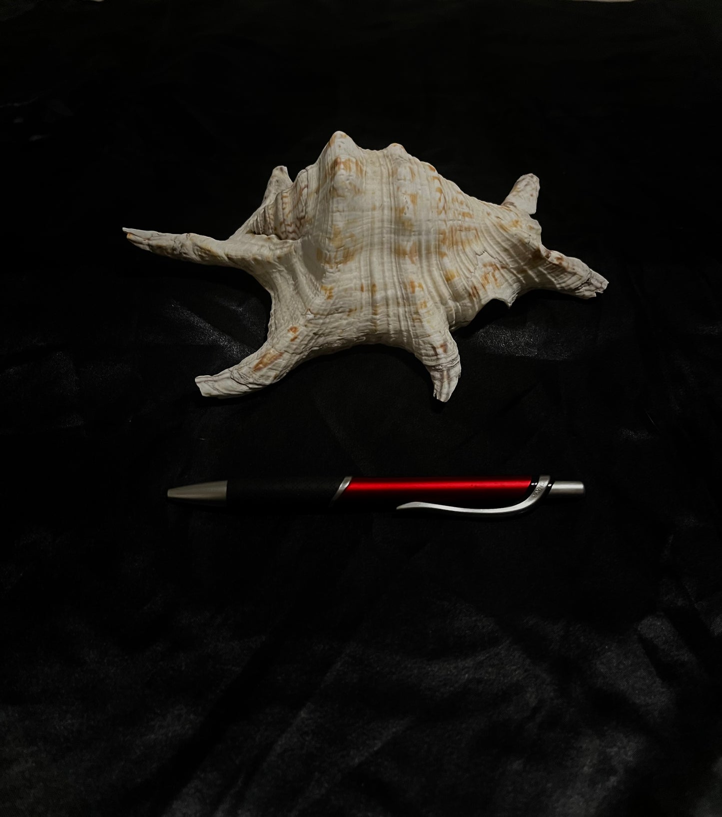 Seashell 9 inch White N Orange